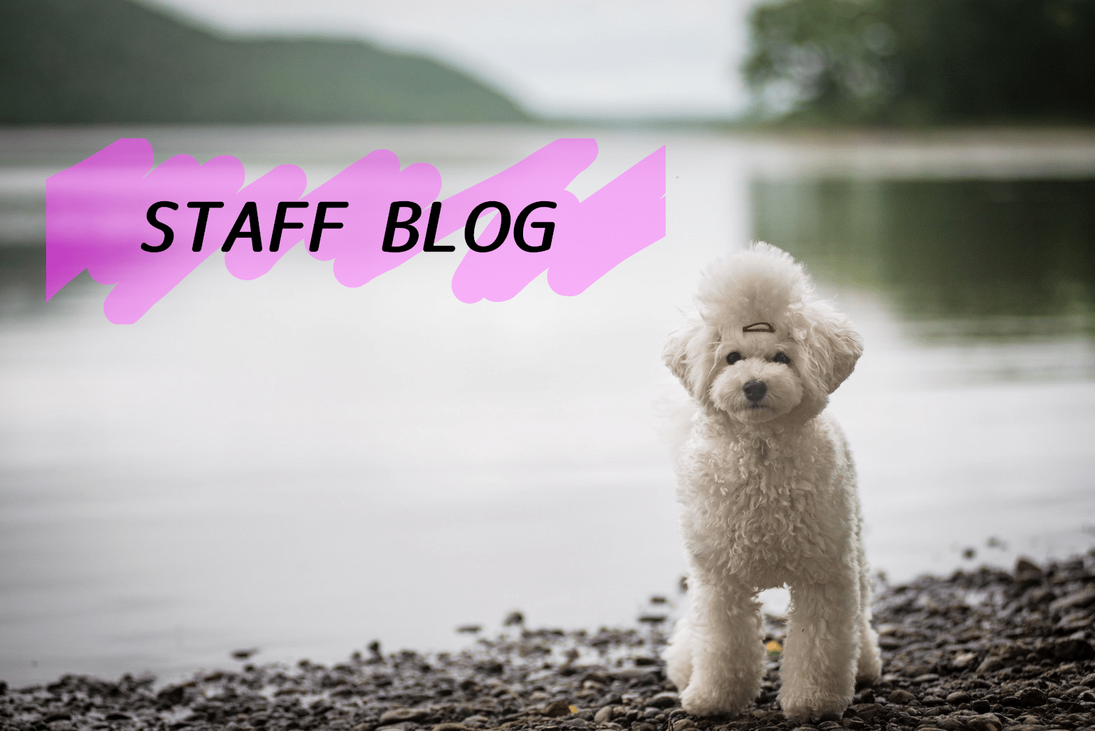 スタッフブログリンク